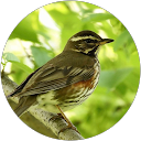 Arman Gilyazov profile picture