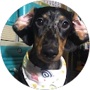 Pauline Tolentino profile picture